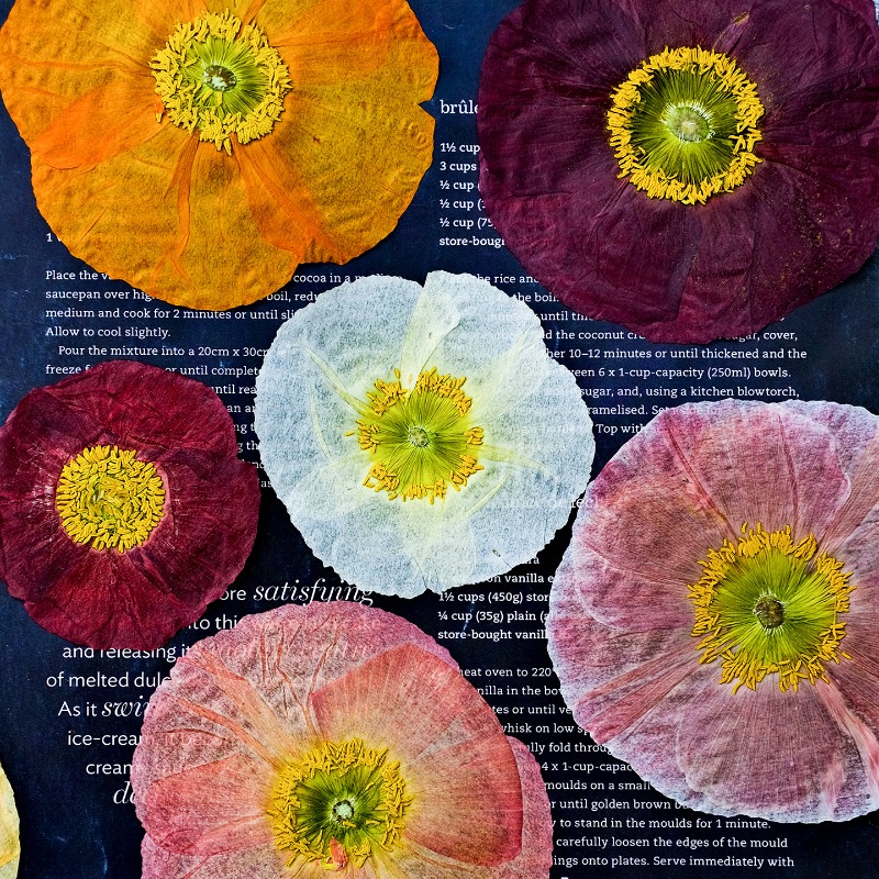 Resin Art Mold - 1pcs,Nature Field Poppy Pressed Dry Flowers