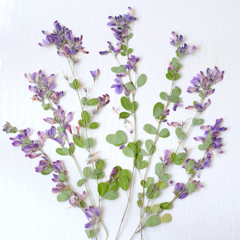 6pcs,nature Lespedeza Formosa  - Resin Art Bookmark review and price