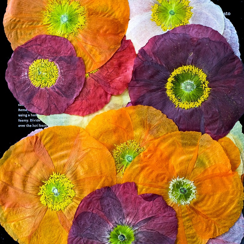 1pcs,Nature Field Poppy Presse - Resin Art Mold review and price