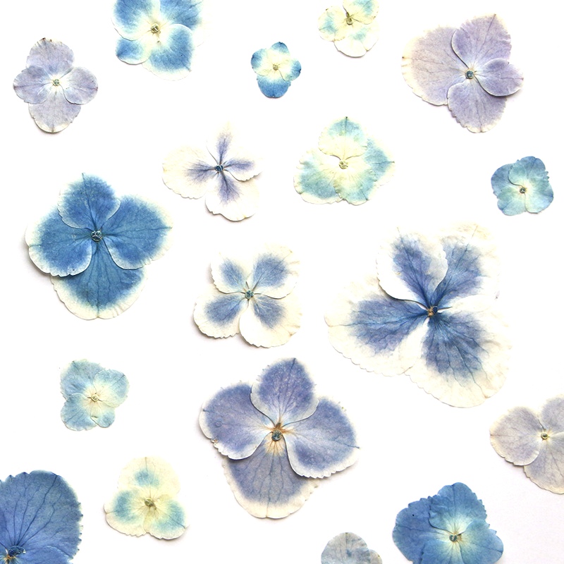 Pressed Dried White Blue Hydra - Resin Art Bookmark review and price