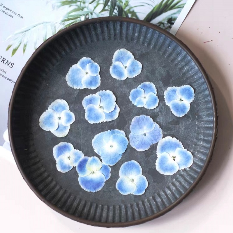 Pressed Dried White Blue Hydra - Resin Art Bookmark review and price