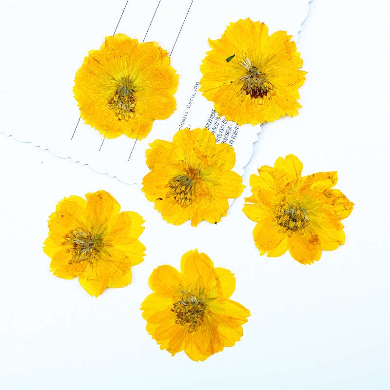 100Pcs Sulfur Chrysanthemum Pr - Resin Art Bookmark review and price
