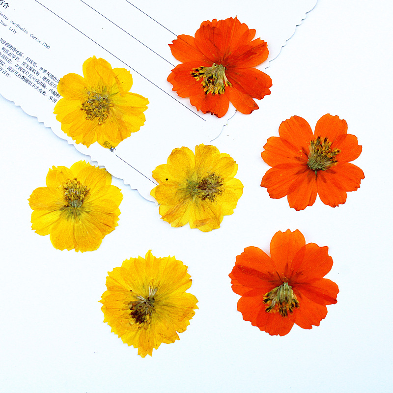 100Pcs Sulfur Chrysanthemum Pr - Resin Art Bookmark review and price
