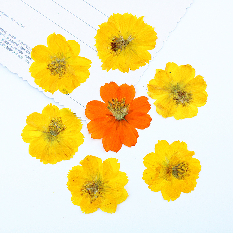 100Pcs Sulfur Chrysanthemum Pr - Resin Art Bookmark review and price