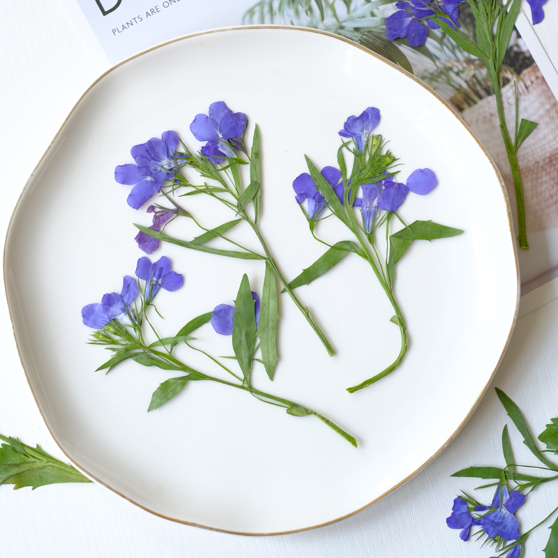 6pcs/8-13cm,nature Lobelia Eri - Resin Art Bookmark review and price