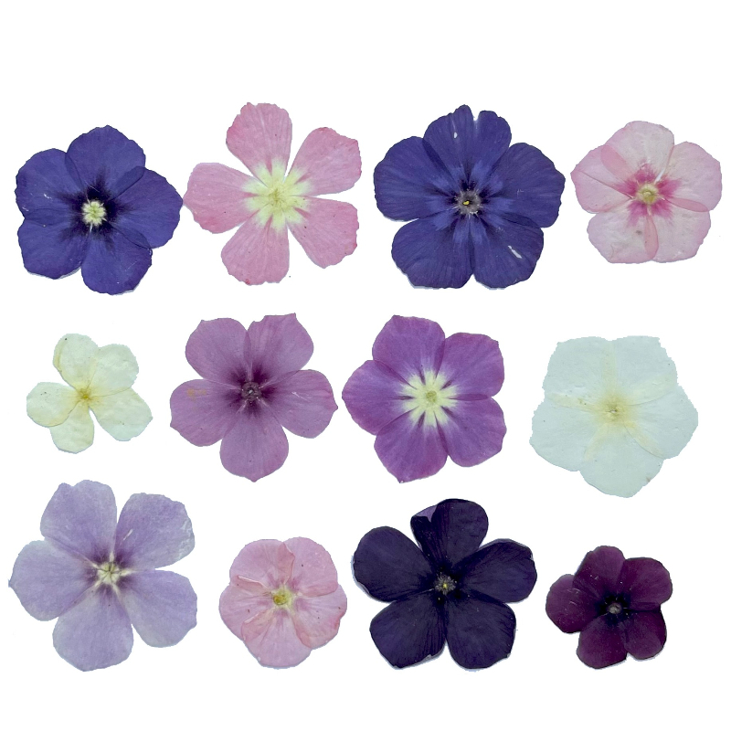 12pcs,Semi-Transparent Niche P - Resin Art Things review and price